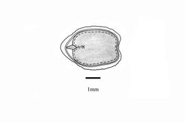   Embryo:   Hyptis suaveolens ; Illustration by K. Parker, Kirkbride et al. (2006)
